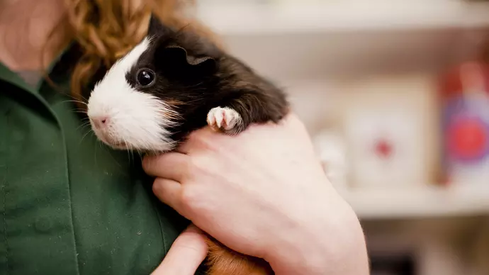 Guinea pig vet.jpg