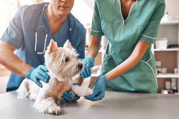 Premium Photo _ We are always here to help_ A team of two veterinarians in work uniform bandaging a paw of a small dog lying on the table at veterinary clinic_